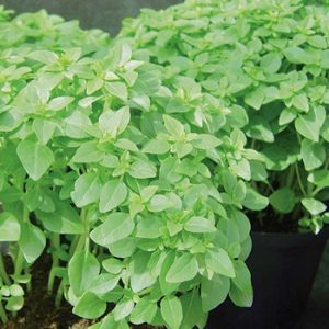 Terranova Seeds - Herb Basil Piccolino