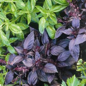 Terranova Seeds - Herb Basil Rosie