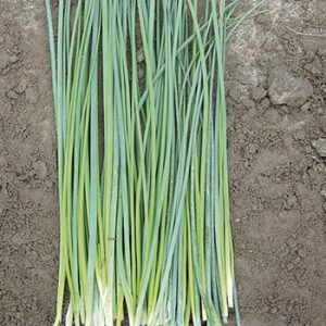 Terranova Seeds - Herb Chives Biggy