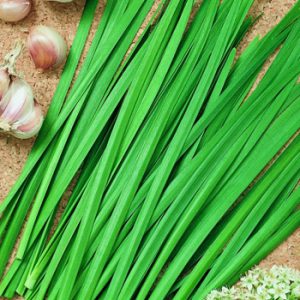 Terranova Seeds - Herb Chives Garlic