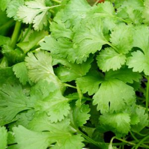Terranova Seeds - Herb Coriander Slow Bolt