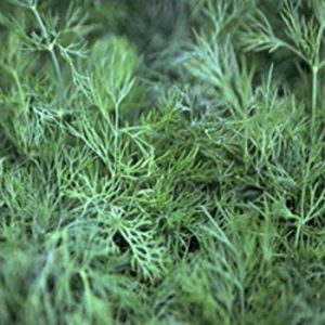 Terranova Seeds - Herb Dill Goldkrone