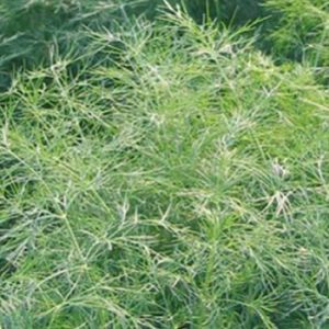 Terranova Seeds - Herb Dill Greensleeves