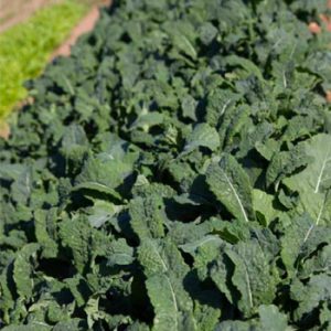 Terranova Seeds - Kale Florence