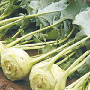 Terranova Seeds - Kohl Rabi Octave