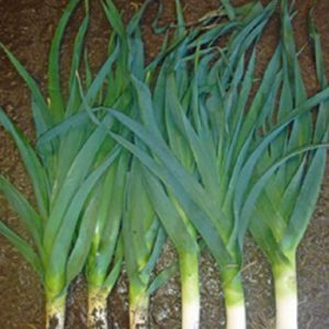 Terranova Seeds - Leek Chinook