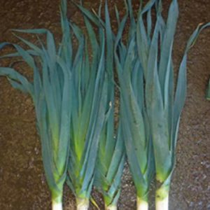 Terranova Seeds - Leek Navajo