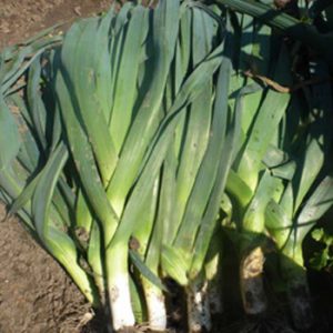 Terranova Seeds - Leek Takrima