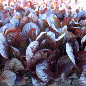 Terranova Seeds - Salad Mix Aretha