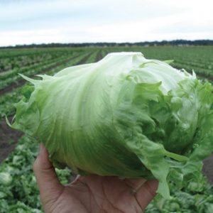 Terranova Seeds - Lettuce Balboa