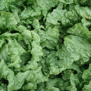 Terranova Seeds - Lettuce Falcon