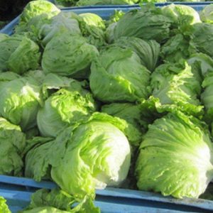 Terranova Seeds - Lettuce Fenech