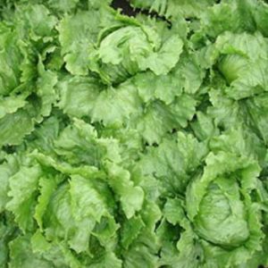 Terranova Seeds - Lettuce Heatmaster