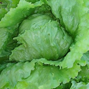 Terranova Seeds - Lettuce Holyfield