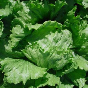 Terranova Seeds - Lettuce Liston