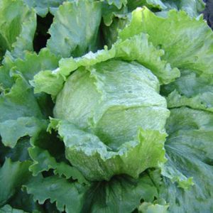 Terranova Seeds - Lettuce Marksman