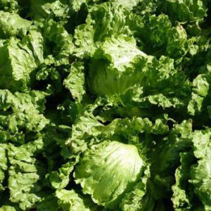 Terranova Seeds - Lettuce Mercurio