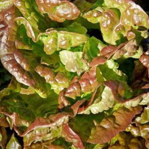 Terranova Seeds - Lettuce Mignonette Brown