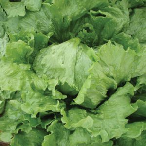 Terranova Seeds - Lettuce Monterey