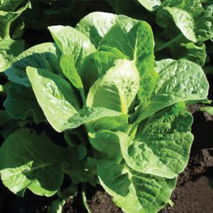 Terranova Seeds - Lettuce Symphony