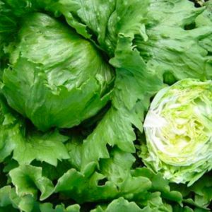 Terranova Seeds - Lettuce Tropical