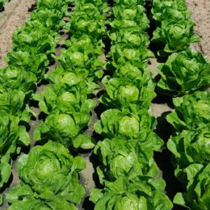 Terranova Seeds - Lettuce Zazu