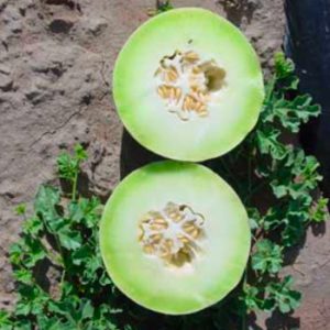 Terranova Seeds - Melon Galaxy