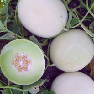 Terranova Seeds - Melon Milky Way