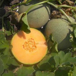 Terranova Seeds - Melon Restart