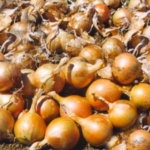 Terranova Seeds - Onion Baron