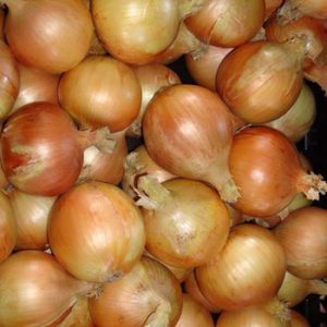 Terranova Seeds - Onion Brunella