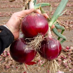 Terranova Seeds - Onion Cabernet
