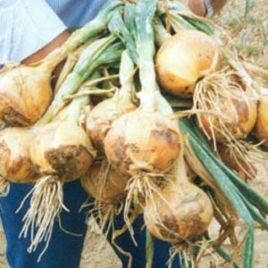 Terranova Seeds - Onion Colossus