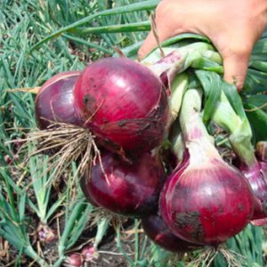 Terranova Seeds - Onion Gamay