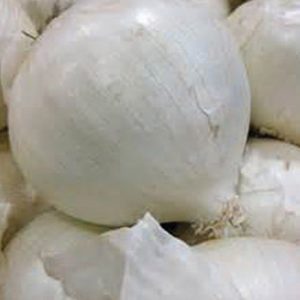 Terranova Seeds - Onion Gladalan White