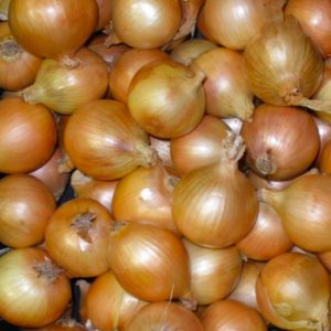 Terranova Seeds - Onion Goblin