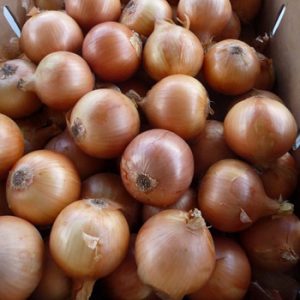 Terranova Seeds - Onion Grenade