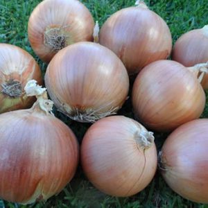 Terranova Seeds - Onion Lucinda