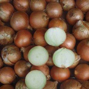Terranova Seeds - Onion Manuka