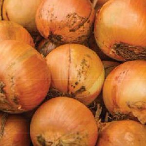 Terranova Seeds - Onion Mercedes