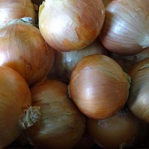 Terranova Seeds - Onion Mirela