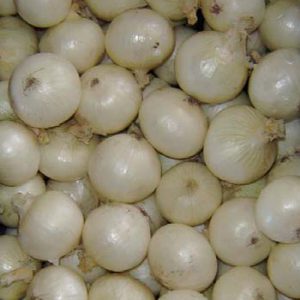 Terranova Seeds - Onion Misty