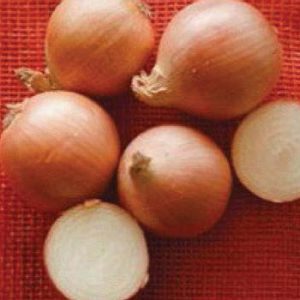 Terranova Seeds - Onion M & R Early Improved