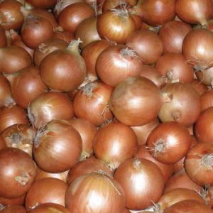 Terranova Seeds - Onion Mundulla Gold