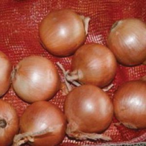 Terranova Seeds - Onion Murray Brown