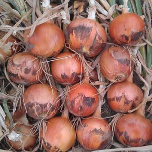 Terranova Seeds - Onion Olivine
