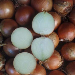 Terranova Seeds - Onion Plutonus
