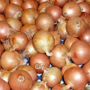 Terranova Seeds - Onion Python
