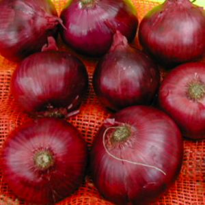 Terranova Seeds - Onion Red Emporer