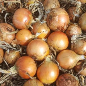 Terranova Seeds - Onion Rimu